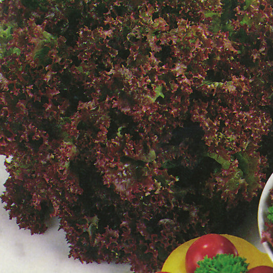 Lollo Rossa looseleaf lettuce with ruffled burgundy-red frilly leaves for salads