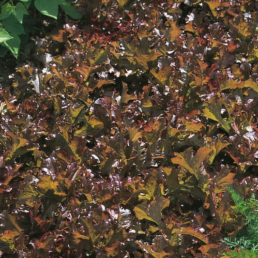 Fresh red leaf lettuce in a wooden salad bowl, crisp homegrown salad leaves ready to serve