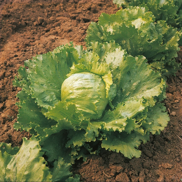 Saladin lettuce plants with crisp green leaves ideal for homegrown salad
