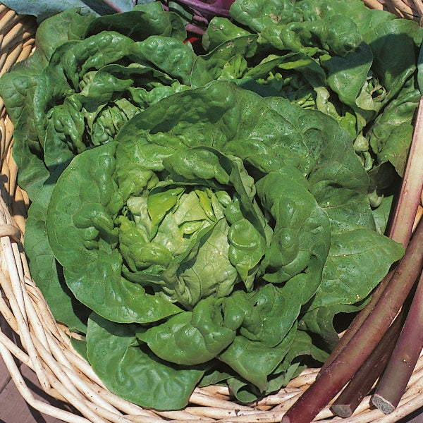 Tom Thumb lettuce seedlings in plug tray ready for planting, compact butterhead salad variety