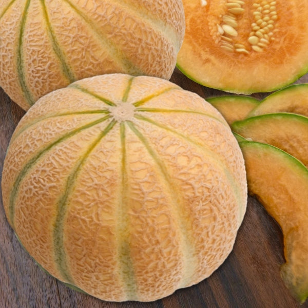 Ripe Malaga melon on vine with round netted fruit and green leaves ready to harvest