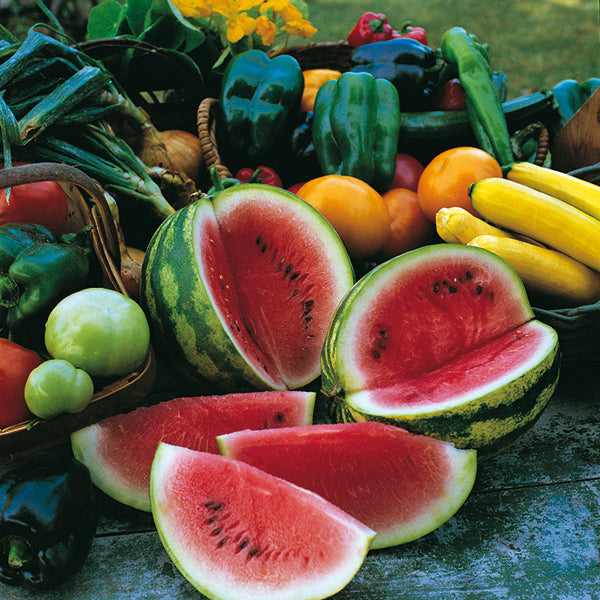 Sugar Baby watermelon fruit on vine, small round dark green melon with striped rind among leaves