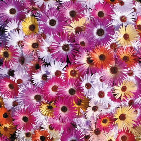 Potted mesembryanthemum (ice plant) with bright pink daisy-like flowers and fleshy succulent leaves