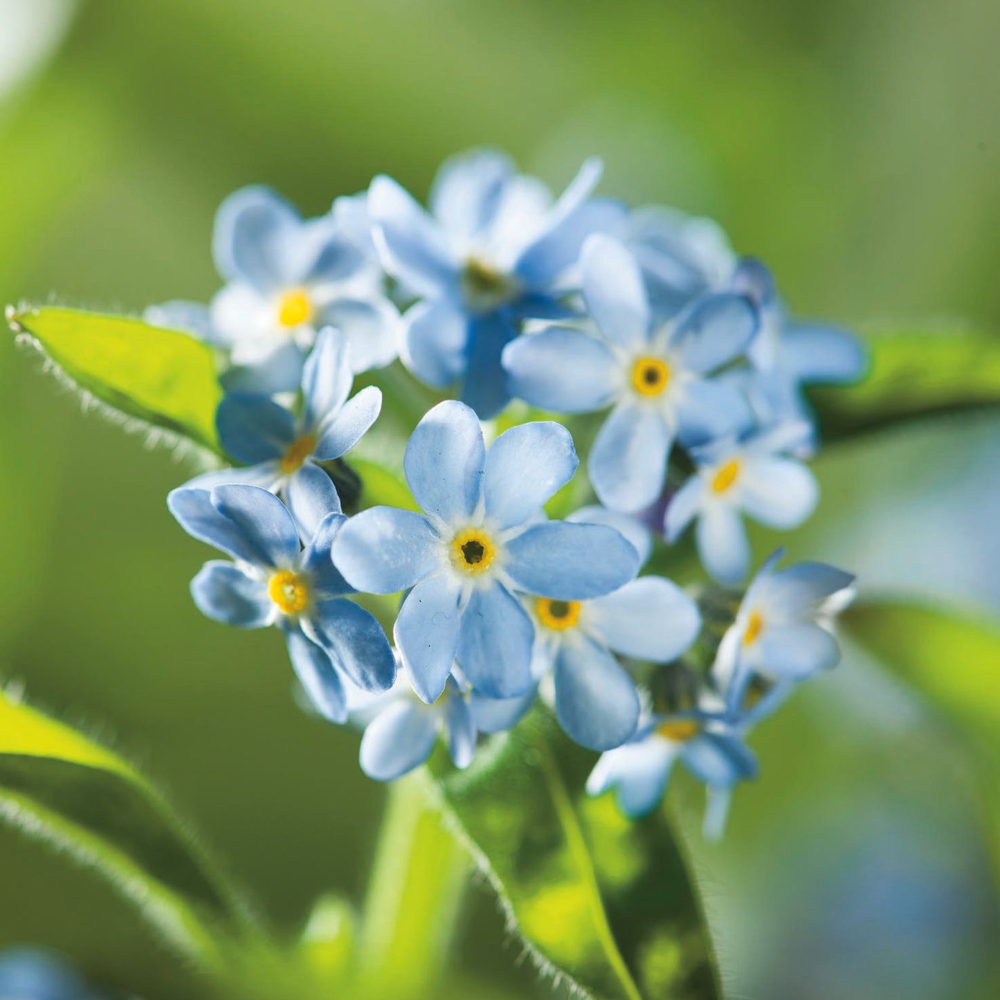 Blue Myosotis (forget-me-not) bedding plant with clusters of small sky-blue flowers and yellow centres