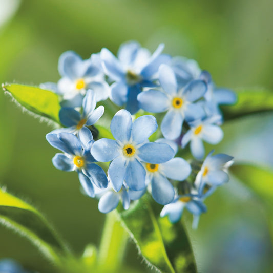 Blue Myosotis (forget-me-not) bedding plant with clusters of small sky-blue flowers and yellow centres