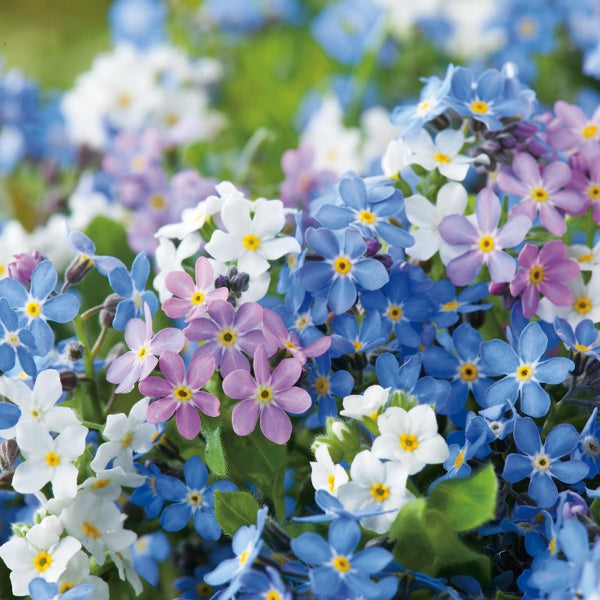 Myosotis (forget-me-not) bedding plants with clusters of small sky-blue flowers and yellow centres and green foliage