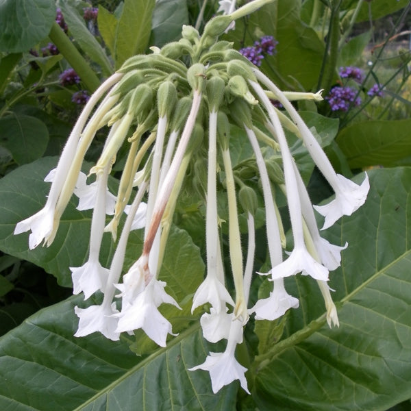 Nicotiana alata white flowering tobacco plant with trumpet-shaped white blooms and glossy green leaves