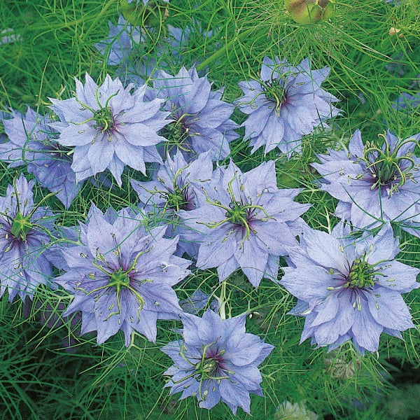 Nigella damascena Miss Jekyll pale blue love-in-a-mist flowers with delicate feathery foliage in a garden setting