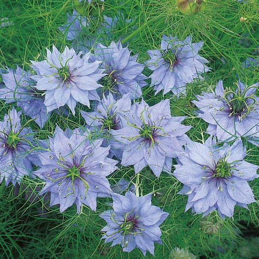 Nigella damascena Miss Jekyll pale blue love-in-a-mist flowers with delicate feathery foliage in a garden setting