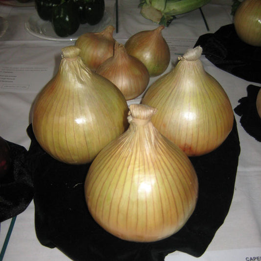 Globo onion bulbs on soil, large globe-shaped Allium cepa bulbs for home vegetable garden