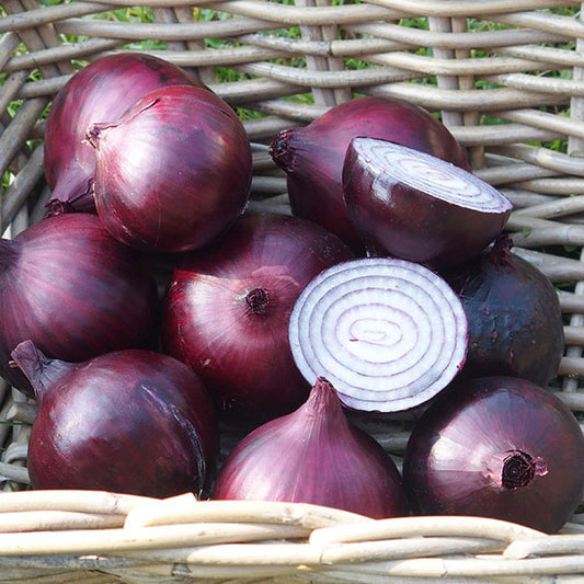 Magnate F1 onion variety showing large brown-skinned storage onions ideal for home growing