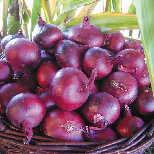 North Holland onion bulbs ready for planting, large round onion variety for home vegetable gardens