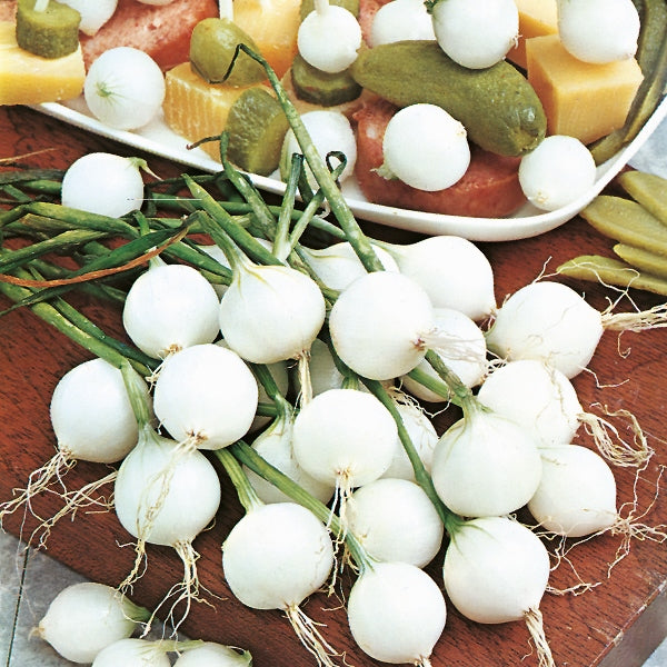 Paris Silverskin onion sets - small silvery-white planting bulbs, close-up of fresh onion sets