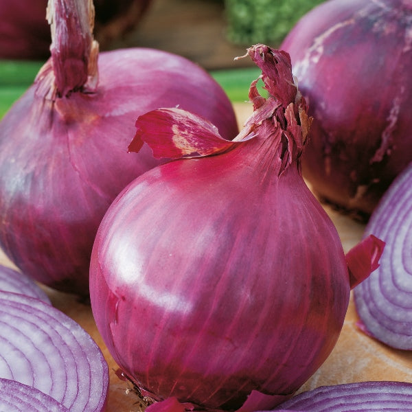 Red Brunswick onion bulbs with deep red papery skins, round salad onions ideal for kitchen garden and veg patch