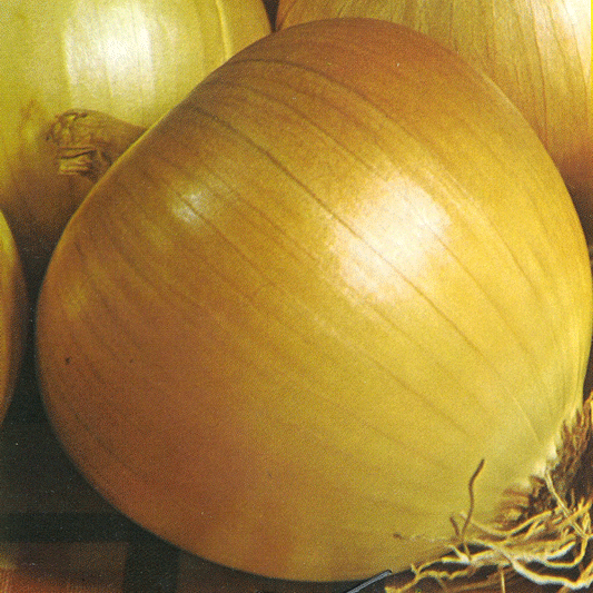Rijnsburger onion sets small brown planting bulbs for growing mild-flavoured cooking onions