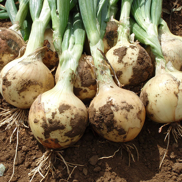 Santero onion bulbs ready for planting in home vegetable garden