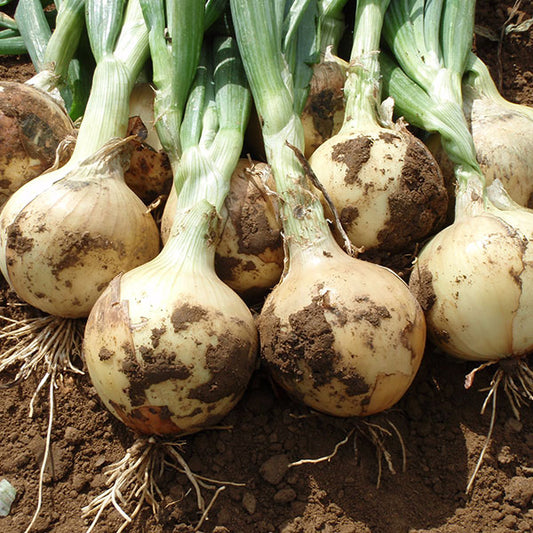 Santero onion bulbs ready for planting in home vegetable garden