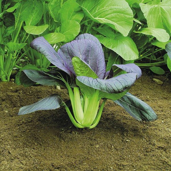 Red pak choi (red choi) plant showing purple-red stems and glossy green leaves