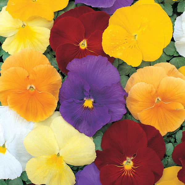 Mixed-colour pansy (Viola x wittrockiana) bedding plants with purple, yellow and white blooms and green heart-shaped leaves