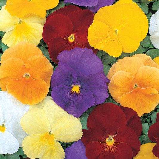 Mixed-colour pansy (Viola x wittrockiana) bedding plants with purple, yellow and white blooms and green heart-shaped leaves