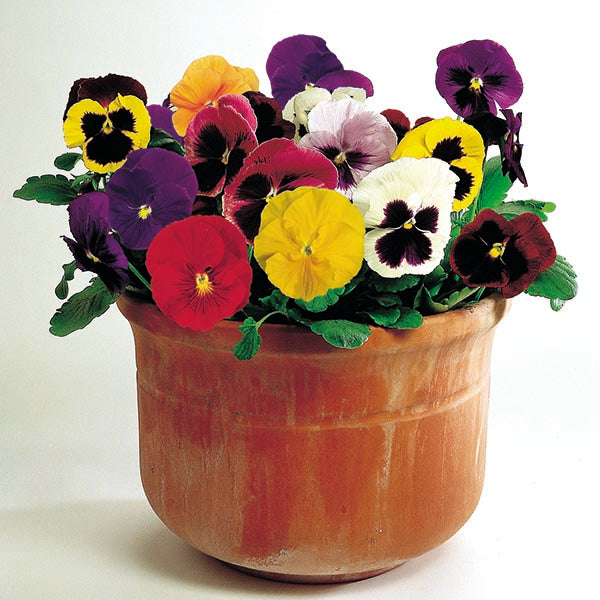 tray of mixed-colour pansy (Viola × wittrockiana) bedding plants with vibrant purple and yellow blooms