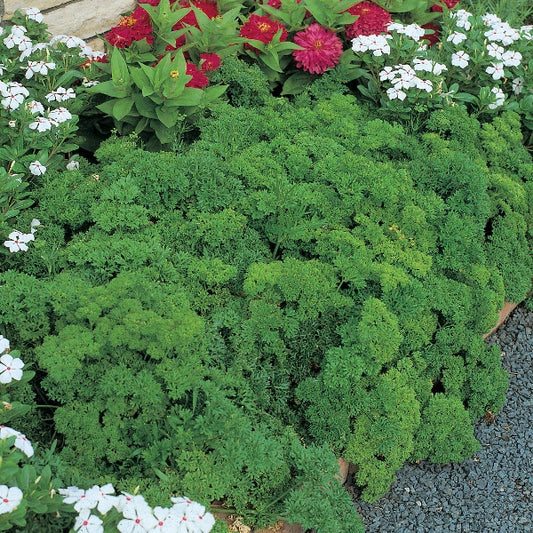 Triple-curled parsley plant with bright green, frilly leaves for culinary herb and garden planting