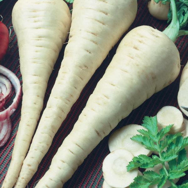 Gladiator parsnips – long cream-coloured root vegetable variety, pale tapered roots ideal for roasting and stews