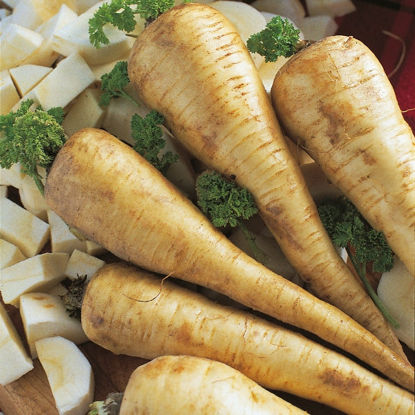 Tender and True parsnip roots with creamy tapered flesh, heritage parsnip variety for UK vegetable gardens