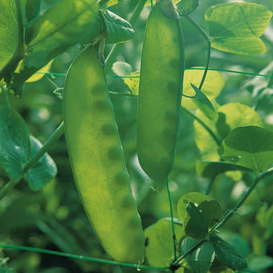 Carouby pea plants with green pea pods on stems and tendrils, ready for harvesting