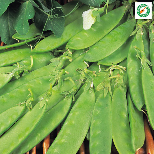 Oregon pea seed packet showing fresh green peas, garden vegetable seeds for home growing