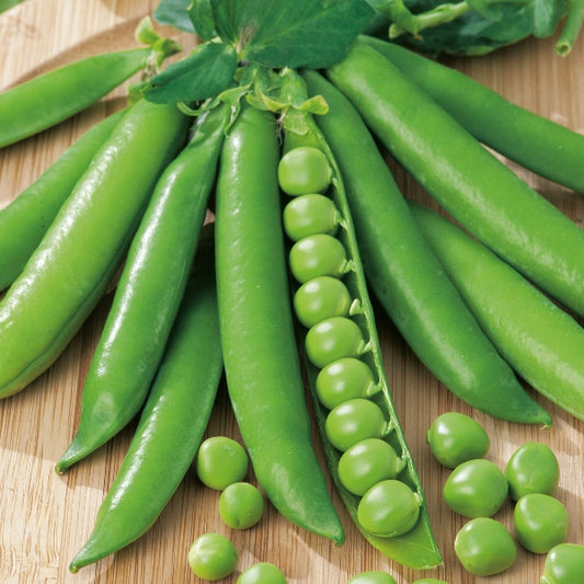 Meteor pea plants with green pods and pinnate leaves, ready to harvest