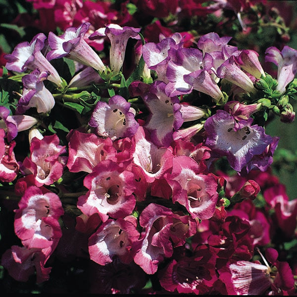 Penstemon perennial with upright spikes of tubular pink-purple flowers and lanceolate green leaves in garden bed