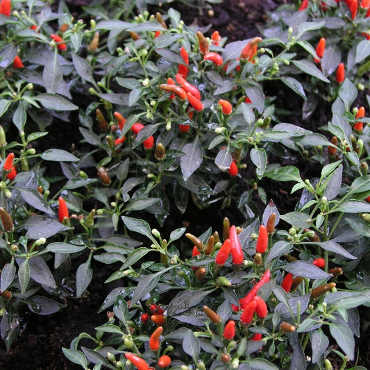 Demon Red chilli pepper plant with glossy bright red conical fruits and green leaves