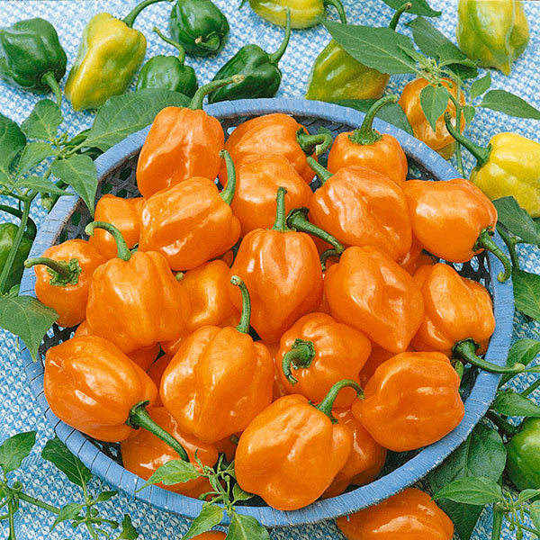 Orange habanero chilli pepper plants with bright ripe orange peppers on stems in pot