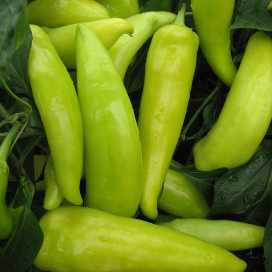 Hungarian Wax chilli pepper plant with bright yellow conical peppers and glossy green leaves in a pot