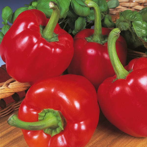 Sweet Beauty bell pepper plant bearing glossy red and orange sweet block peppers among green leaves