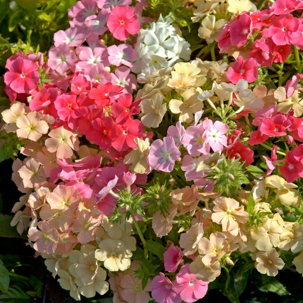 Bright pink garden phlox cluster in bloom with green foliage, cottage garden perennial attracting pollinators