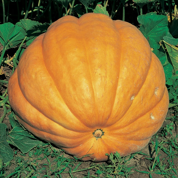 Dill's Atlantic Giant pumpkin, large orange ribbed fruit on grass, popular giant pumpkin variety