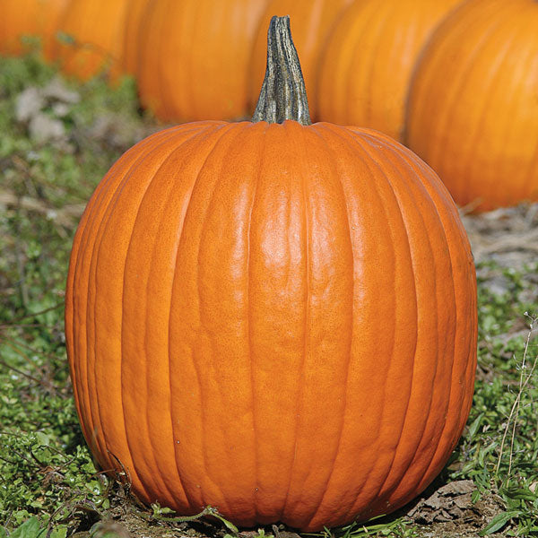 Display of large orange pumpkins stacked on wooden crates at Pengelly Garden Centre, fresh pumpkins for Halloween and cooking