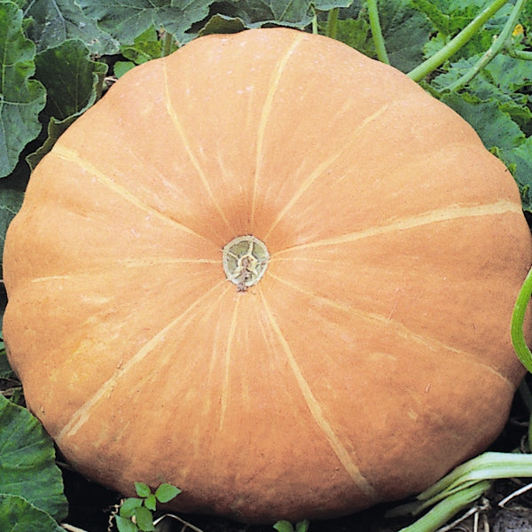 Huge orange Hundredweight pumpkin with deep ribs resting on straw, garden centre display for carving or autumn decoration