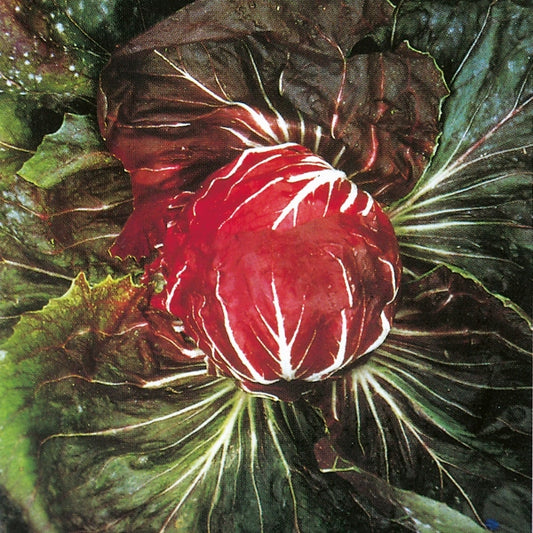 Radicchio Palla Rossa red globe chicory heads with crisp white veins, salad vegetable ready to harvest