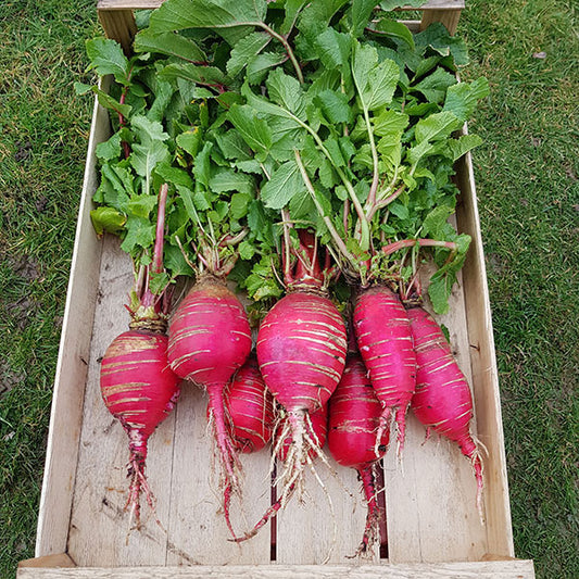 China Rose radishes with round pink-red roots and green leaves freshly harvested, salad vegetable