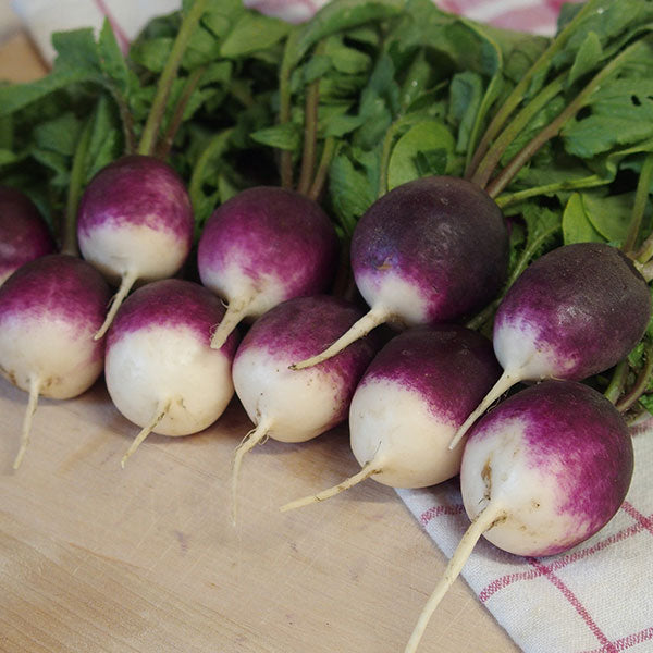 Diana radishes: round bright red roots with fresh green tops on soil, home-grown salad vegetable variety