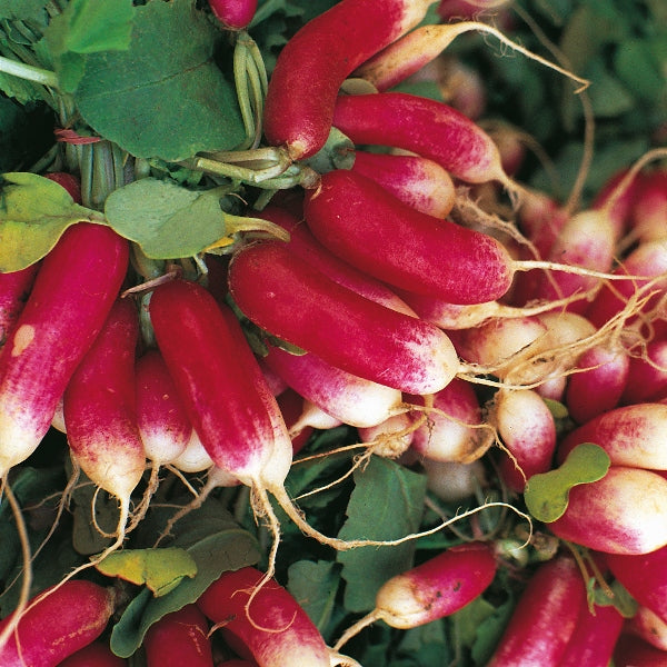 Fresh bunch of French Breakfast radishes with red shoulders and white tapered roots on wooden board