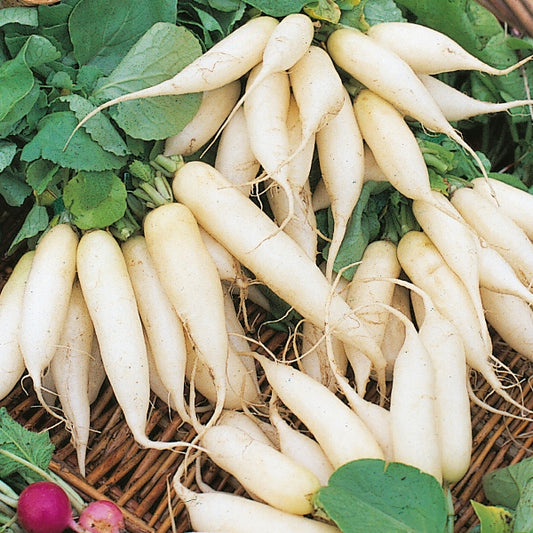 White Icicle radishes with long white cylindrical roots and crisp green leaves on soil