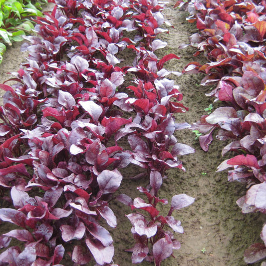 Bulls Blood salad leaf beet with deep burgundy-red leaves and green margins, tender salad greens