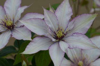 Samaritan Jo perennial in black nursery pot showing clusters of pink-lilac flowers and mid green foliage