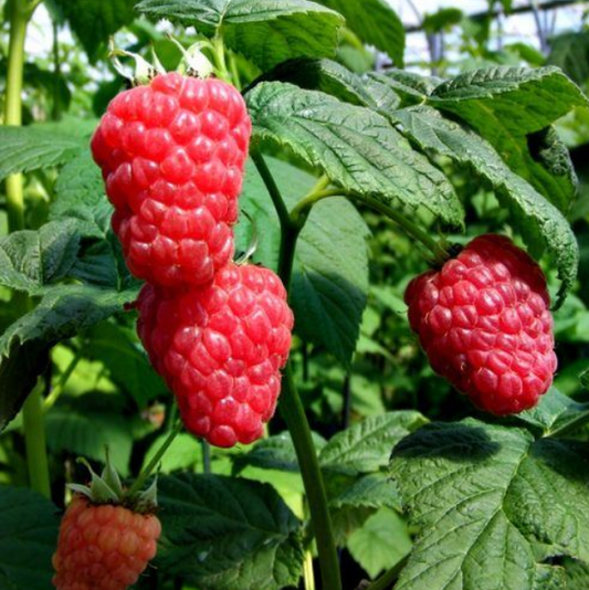 Pengelly Garden Centre webpage screenshot showing potted perennials, bedding plants, special offers and navigation bar