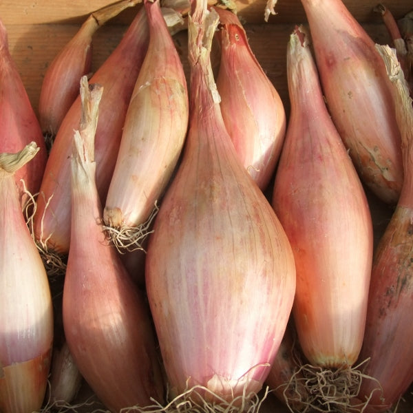 Shallot Zebrune bulbs with papery reddish-brown skin, heirloom culinary shallot variety for planting and cooking