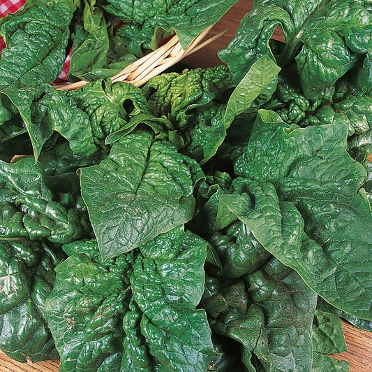 Giant Winter spinach plant with large dark green edible leaves, hardy winter vegetable variety for gardens